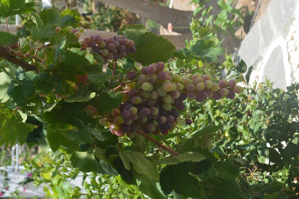 索非亚膳食公寓 Páros 外观 照片